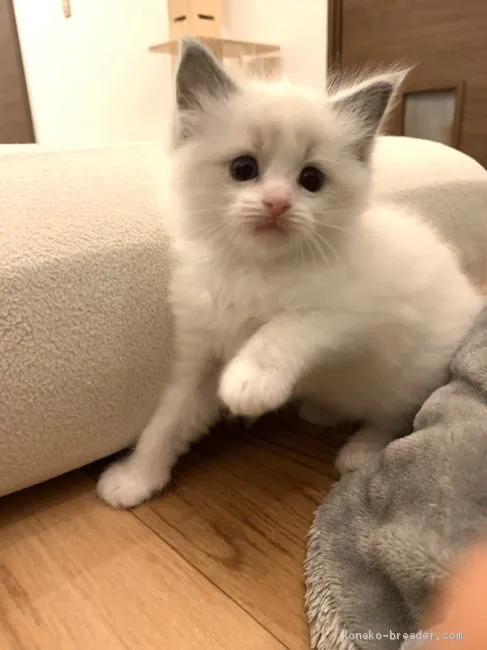 ID：2003-00536の子猫