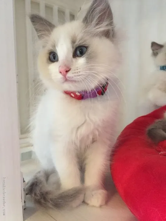 エルサ 様のお迎えした子猫