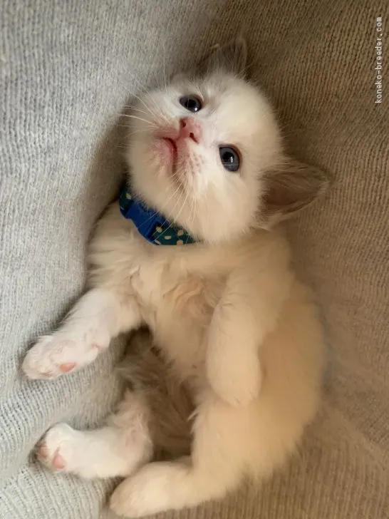 ID：2012-00922の子猫