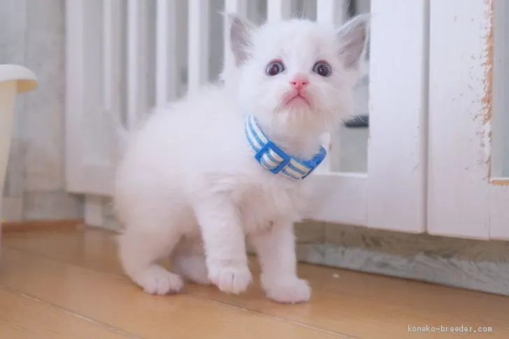 ID：2012-00923の子猫