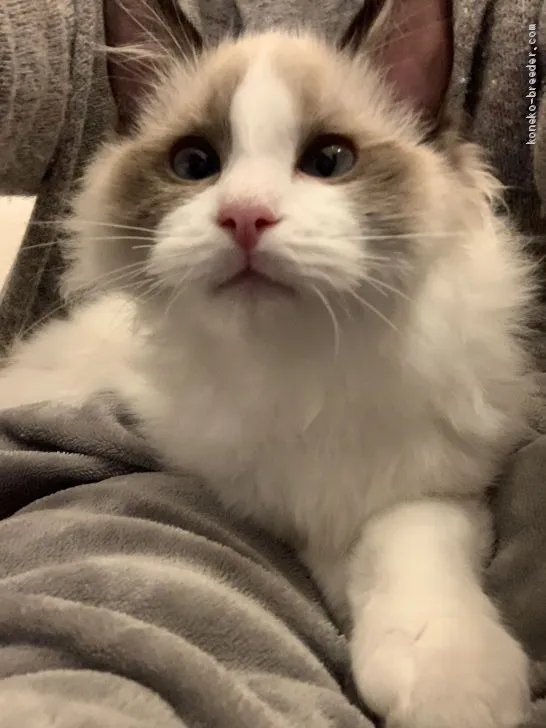 M.I 様のお迎えした子猫