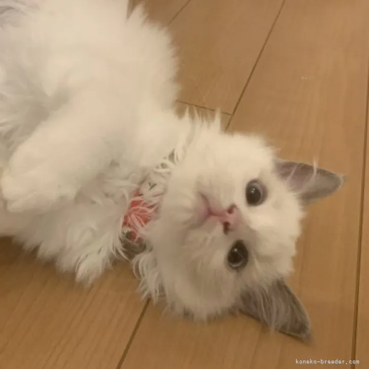 ID:2310-00789の子猫