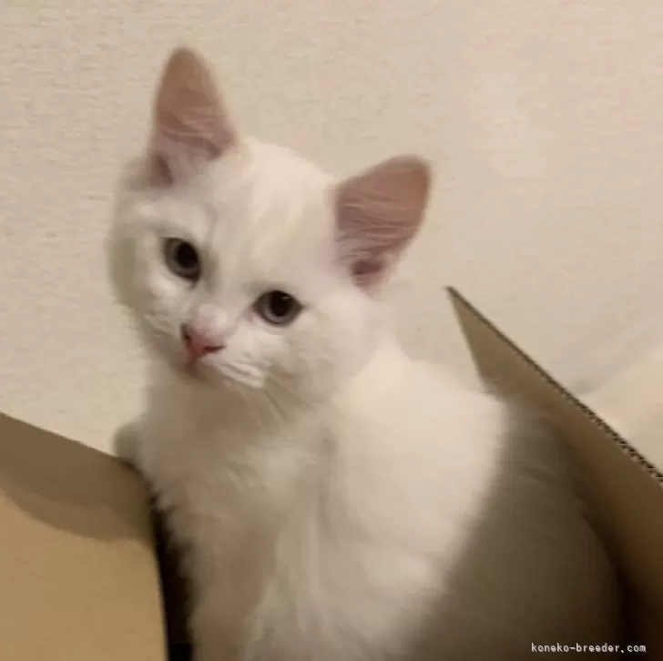 ID:2311-02640の子猫