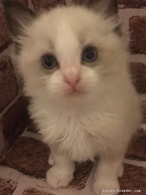 ID：1805-00311の子猫