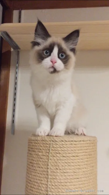 ID：1812-01388の子猫