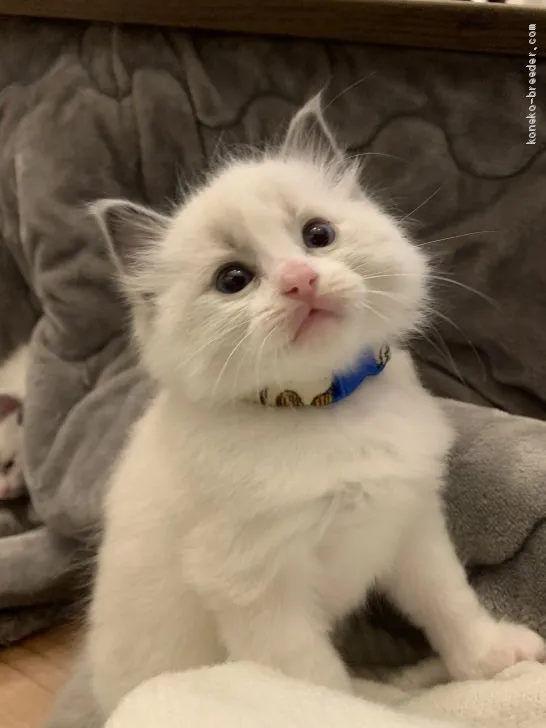 ID:2003-00533の子猫