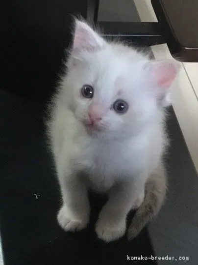 加納康裕 様のお迎えした子猫