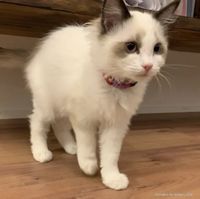 ID:1909-00699の子猫