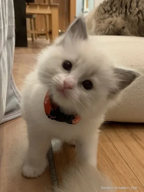 ID：2003-00534の子猫