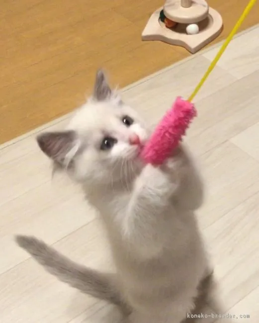 ID:1812-00354の子猫