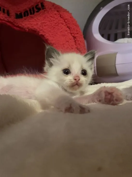 ID:2205-01015の子猫