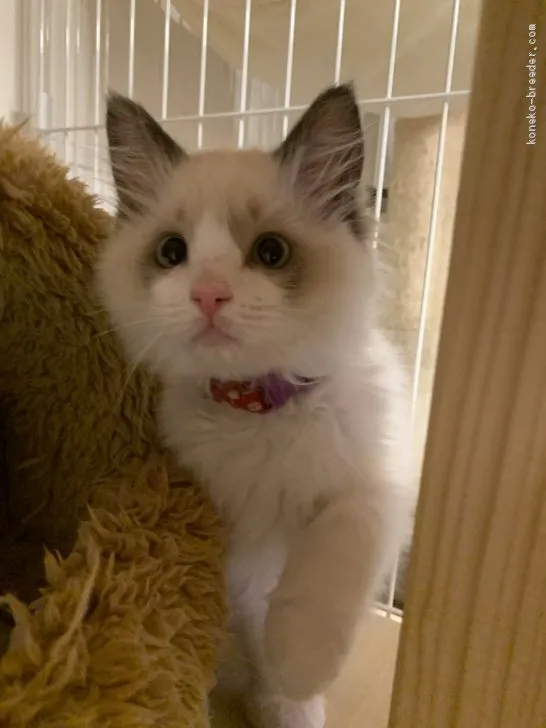 ID：2002-00141の子猫