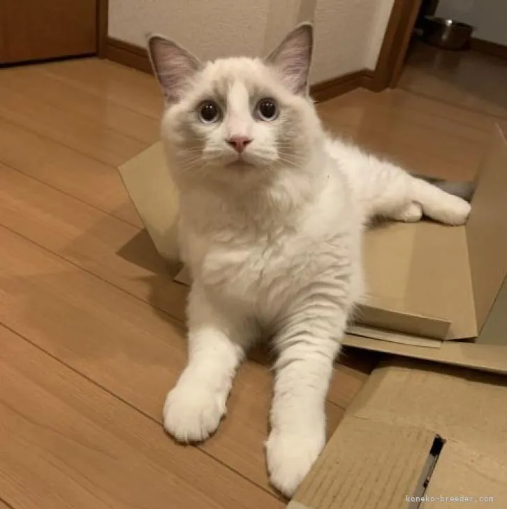 ID:2205-01012の子猫