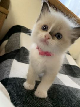 ラグドール【愛知県・女の子・2019年10月8日・シールポイントバイカラー】の写真「お膝に登るのが大好きな甘えん坊さんです♡」
