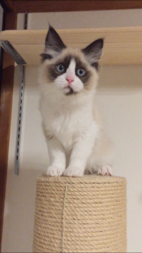 ラグドール【愛知県・男の子・2018年11月25日・シールポイントバイカラー】の写真「甘えん坊の膝のり君です♡」