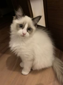ラグドール【愛知県・男の子・2019年8月11日・シールポイントバイカラー】の写真「もふもふ、ふわふわ、甘えん坊な男の子です♡」