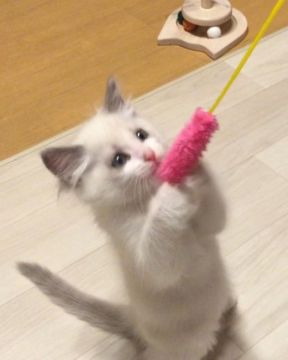 ラグドール【愛知県・女の子・2018年11月7日・ブルーポイントバイカラー】の写真「おっとりな可愛い子」