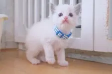 ラグドール【愛知県・男の子・2020年11月11日・ブルーポイントバイカラー】の写真1