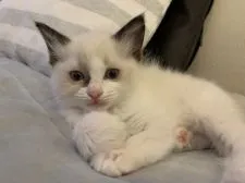 ラグドール【愛知県・女の子・2020年2月29日・シールポイントバイカラー】の写真1
