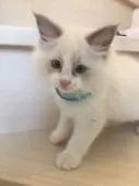 ラグドール【愛知県・男の子・2018年3月27日・ブルーポイントバイカラー】の写真1「５月28日撮影」