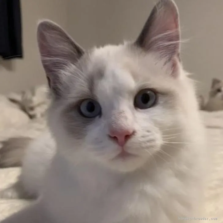 ID：2209-02586の子猫