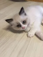 ラグドール【愛知県・男の子・2018年11月25日・ブルーポイントバイカラー】の写真2