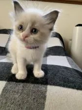 ラグドール【愛知県・女の子・2019年10月8日・シールポイントバイカラー】の写真2