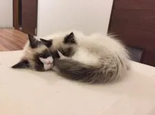 ラグドール【愛知県・男の子・2018年11月25日・シールポイントバイカラー】の写真2「仲良し♡」