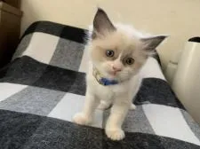 ラグドール【愛知県・男の子・2019年10月8日・シールポイントバイカラー】の写真2