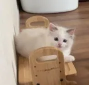 ラグドール【愛知県・女の子・2019年2月28日・ブルー、クリーム、ホワイトのキャリコ】の写真2「起きたら隣で寝ていてくれます♡」