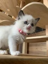 ラグドール【愛知県・女の子・2020年2月29日・シールポイントバイカラー】の写真2