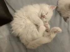 ラグドール【愛知県・男の子・2020年2月25日・クリームポイント】の写真3