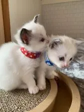 ラグドール【愛知県・男の子・2020年11月11日・ブルーポイントバイカラー】の写真3