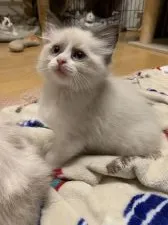 ラグドール【愛知県・女の子・2019年10月8日・シールポイントバイカラー】の写真3