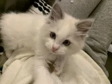 ラグドール【愛知県・女の子・2020年1月9日・ブルーポイントバイカラー】の写真3