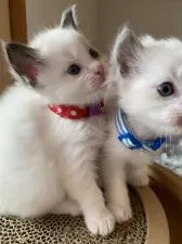 ラグドール【愛知県・女の子・2020年11月11日・シールポイントバイカラー】の写真3