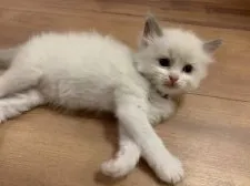 ラグドール【愛知県・男の子・2019年5月27日・ブルーバイカラー(もふもふ長毛)】の写真4