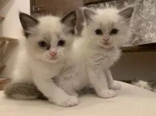 ラグドール【愛知県・女の子・2020年2月29日・シールポイントバイカラー】の写真4