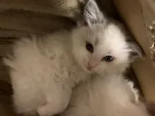 ラグドール【愛知県・女の子・2020年1月9日・ブルーポイントバイカラー】の写真4