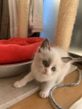 ラグドール【愛知県・女の子・2019年10月8日・シールポイントバイカラー】の写真4