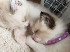 ラグドール【愛知県・男の子・2018年11月25日・ブルーポイントバイカラー】の写真4