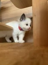 ラグドール【愛知県・女の子・2020年11月11日・シールポイントバイカラー】の写真4