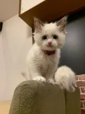 ラグドール【愛知県・女の子・2020年1月9日・シールポイントバイカラー】の写真5