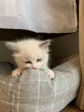 ラグドール【愛知県・男の子・2019年5月27日・ブルーバイカラー(もふもふ長毛)】の写真5