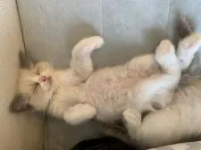 ラグドール【愛知県・男の子・2020年2月29日・ブルーポイントバイカラー】の写真5