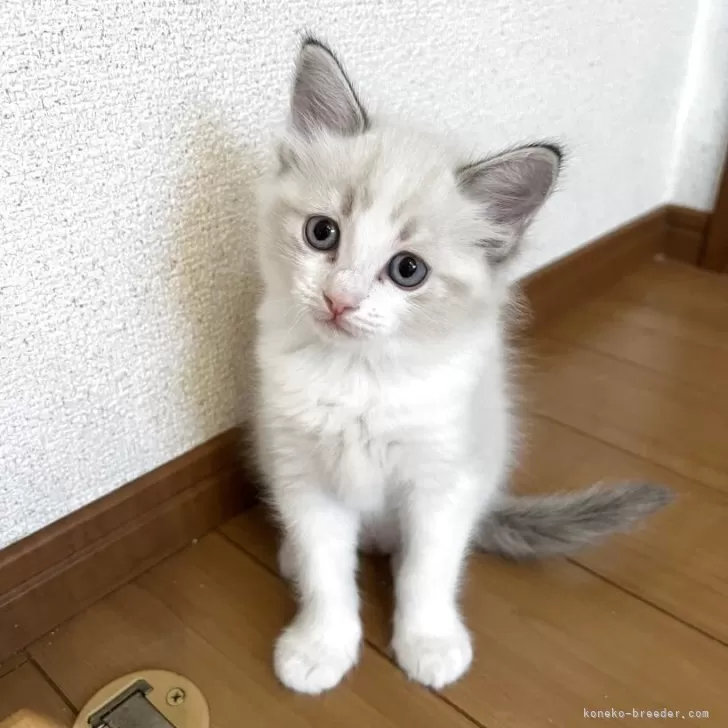 Ragdoll 様のお迎えした子猫