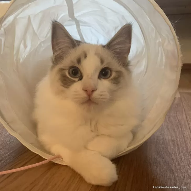 ID：2411-02981の子猫