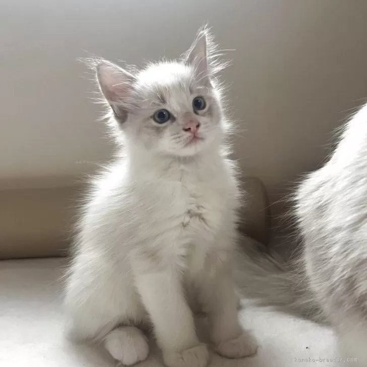 ラグドール【愛知県・男の子・2025年9月12日・ブルーポイントバイカラー】の写真1