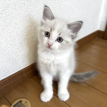 ラグドール【愛知県・男の子・2025年3月30日・ブルーポイントバイカラー】の写真「綺麗なハチワレの男の子」