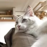 ラグドール【愛知県・女の子・2025年3月30日・シールポイントバイカラー】の写真1